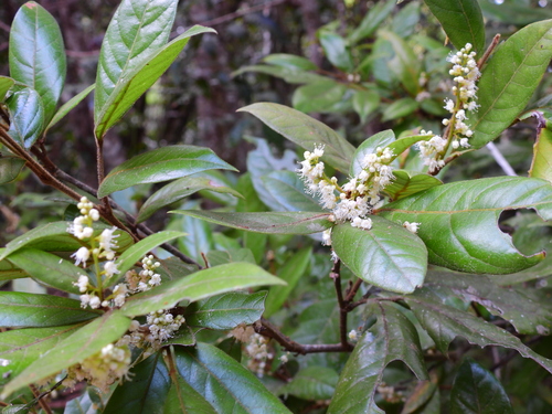 Guioa lasioneura