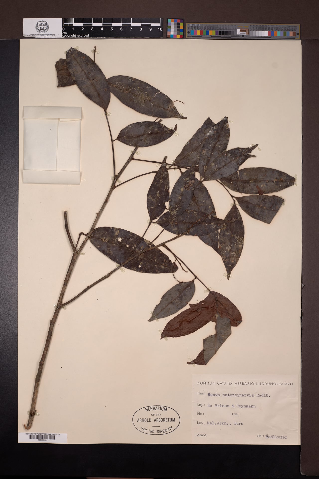 Guioa patentinervis