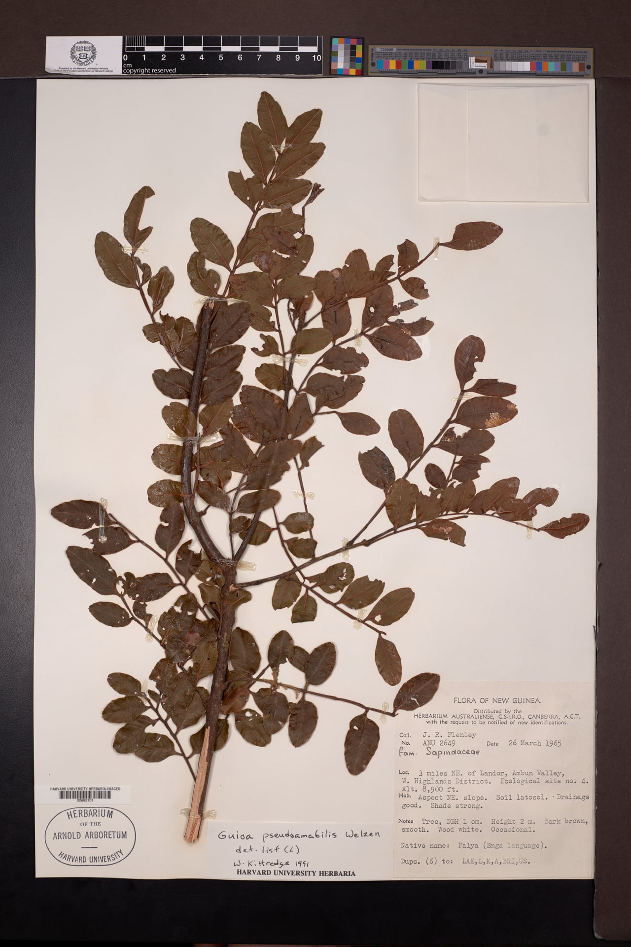 Guioa pseudoamabilis