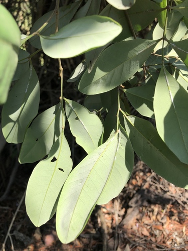 Guioa semiglauca (Wild quince) — photo