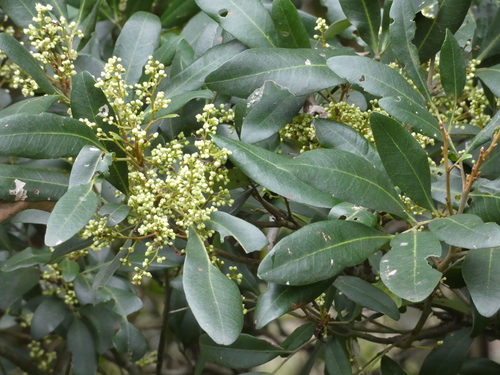 Guioa semiglauca