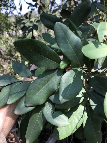 Guioa semiglauca (Wild quince) — photo