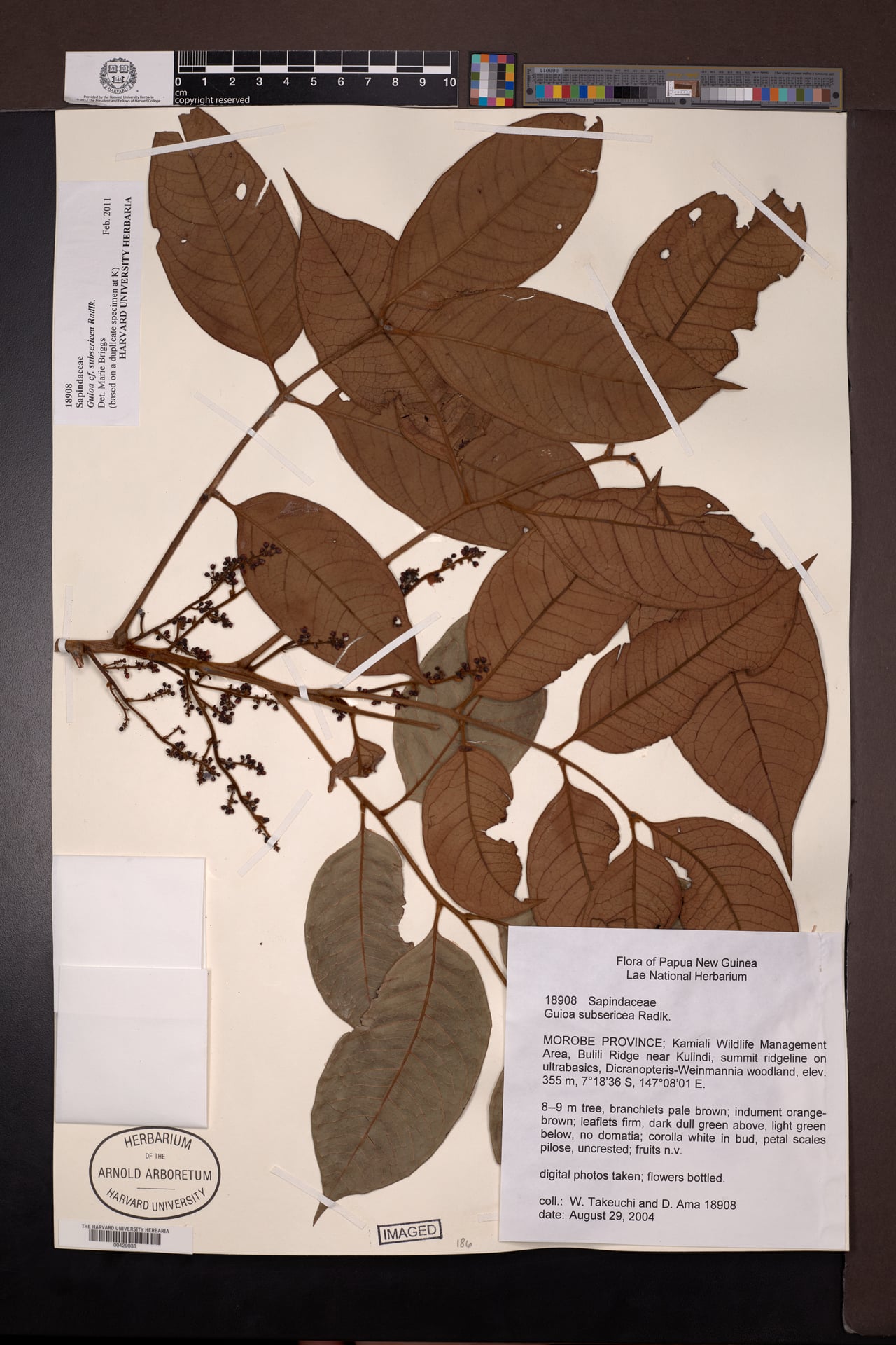Guioa subsericea — photo