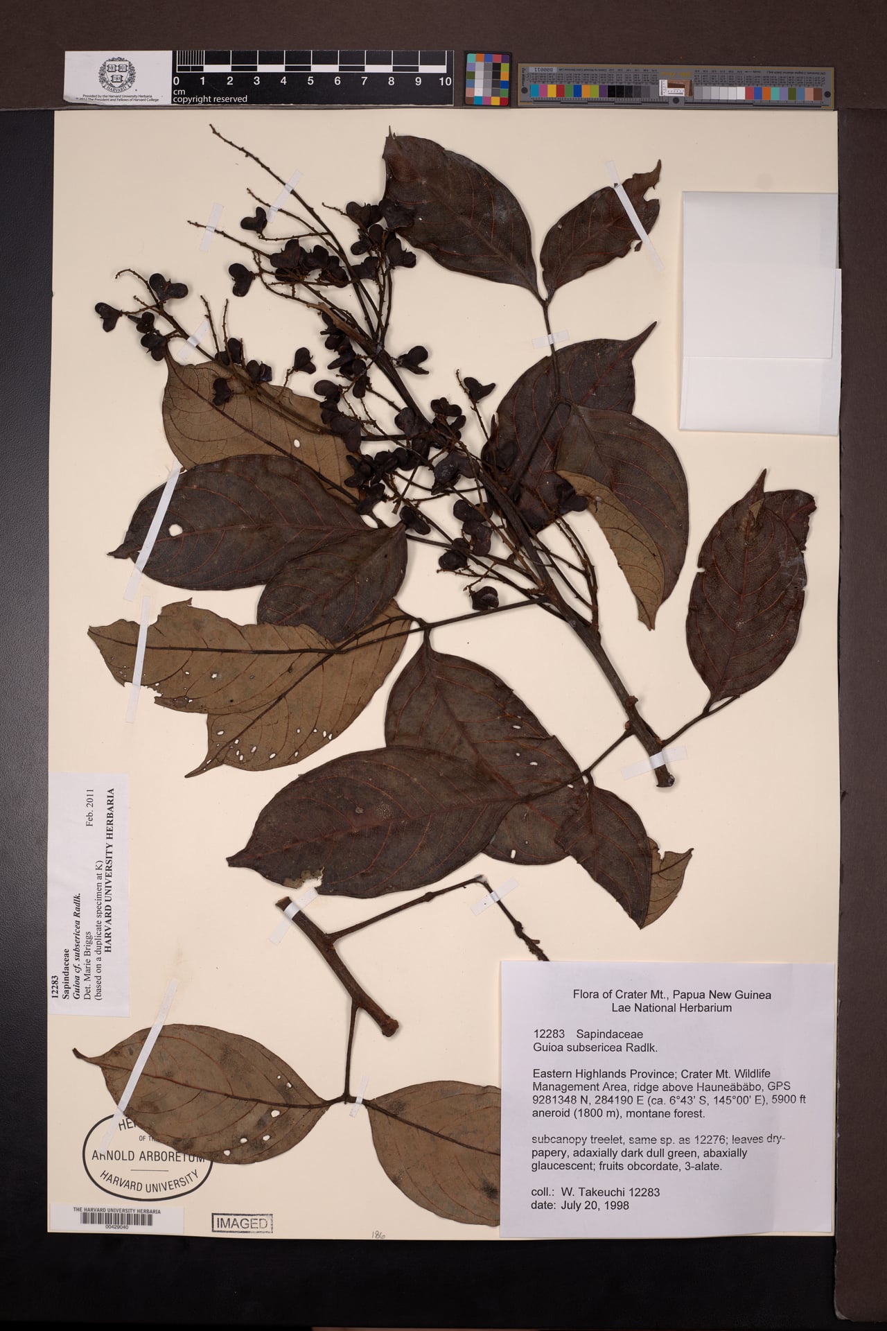 Guioa subsericea — photo