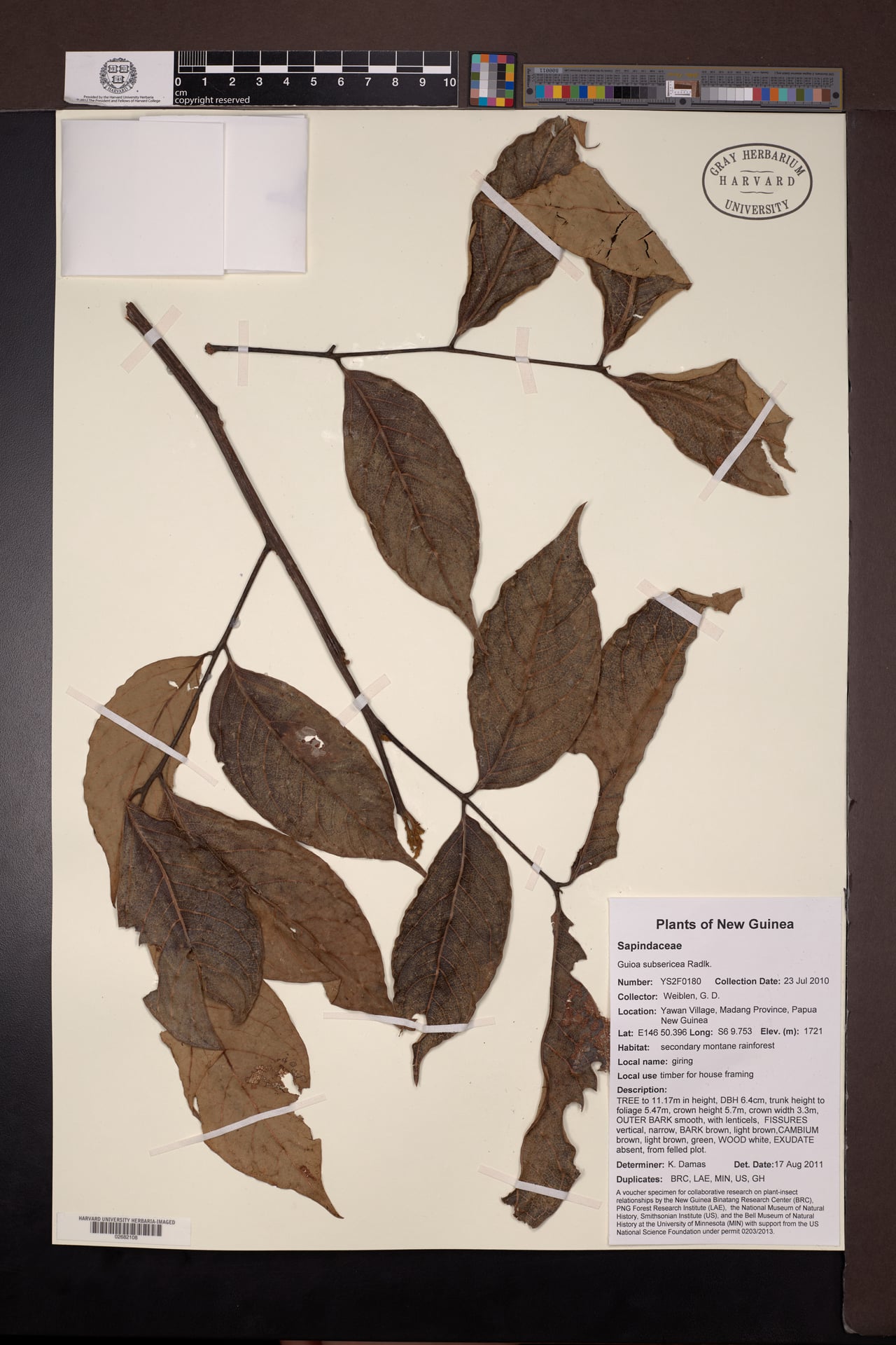 Guioa subsericea