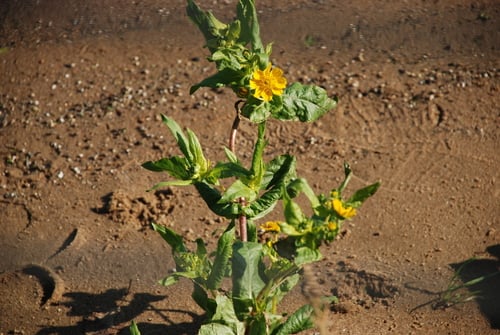 Guizotia abyssinica (Niger Seed) — photo