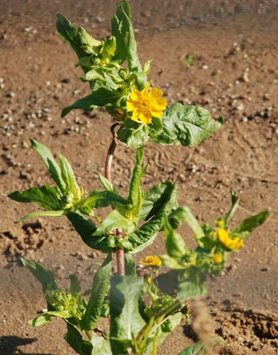 Guizotia abyssinica