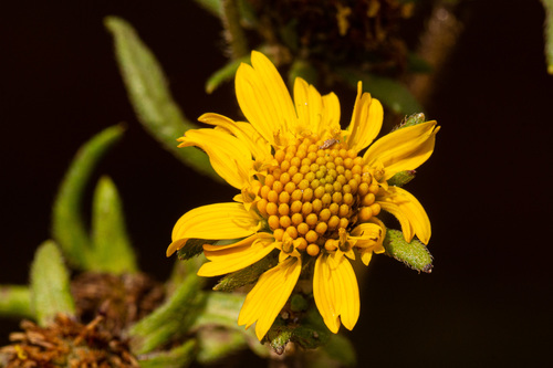 Guizotia scabra — photo
