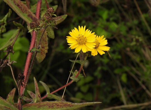 Guizotia scabra
