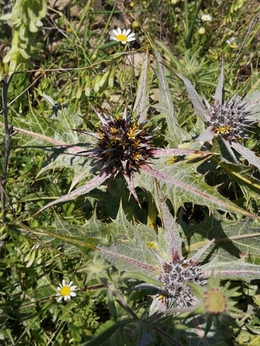 Gundelia tournefortii var. armata