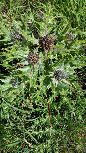 Gundelia tournefortii var. armata — photo