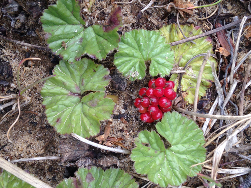 Gunnera magellanica (Pigvine) — photo