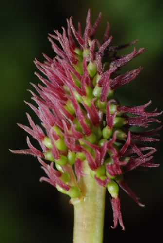 Gunnera magellanica (Pigvine) — photo