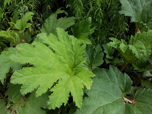 Gunnera manicata (Giant rhubarb) — photo