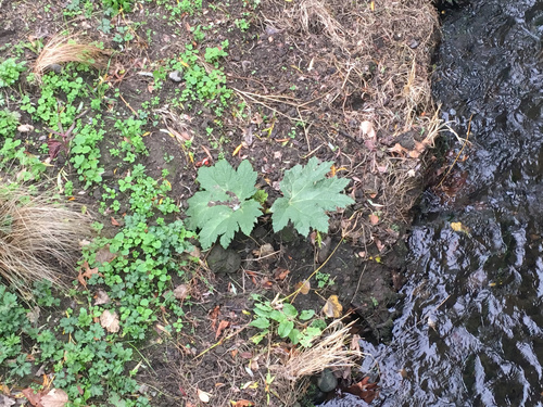 Gunnera manicata (Giant rhubarb) — photo
