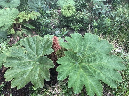 Gunnera manicata