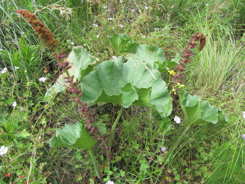 Gunnera perpensa (River pumpkin) — photo