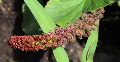 Gunnera perpensa (River pumpkin) — photo