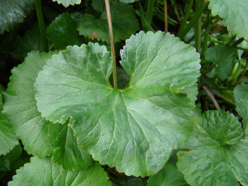 Gunnera perpensa