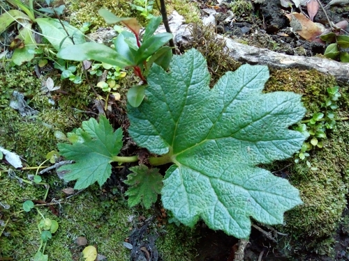 Gunnera tinctoria (Chilean rhubarb) — photo