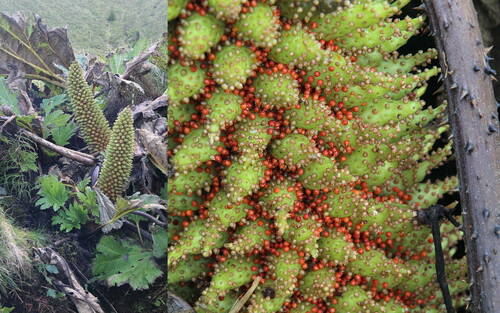 Gunnera tinctoria (Chilean rhubarb) — photo