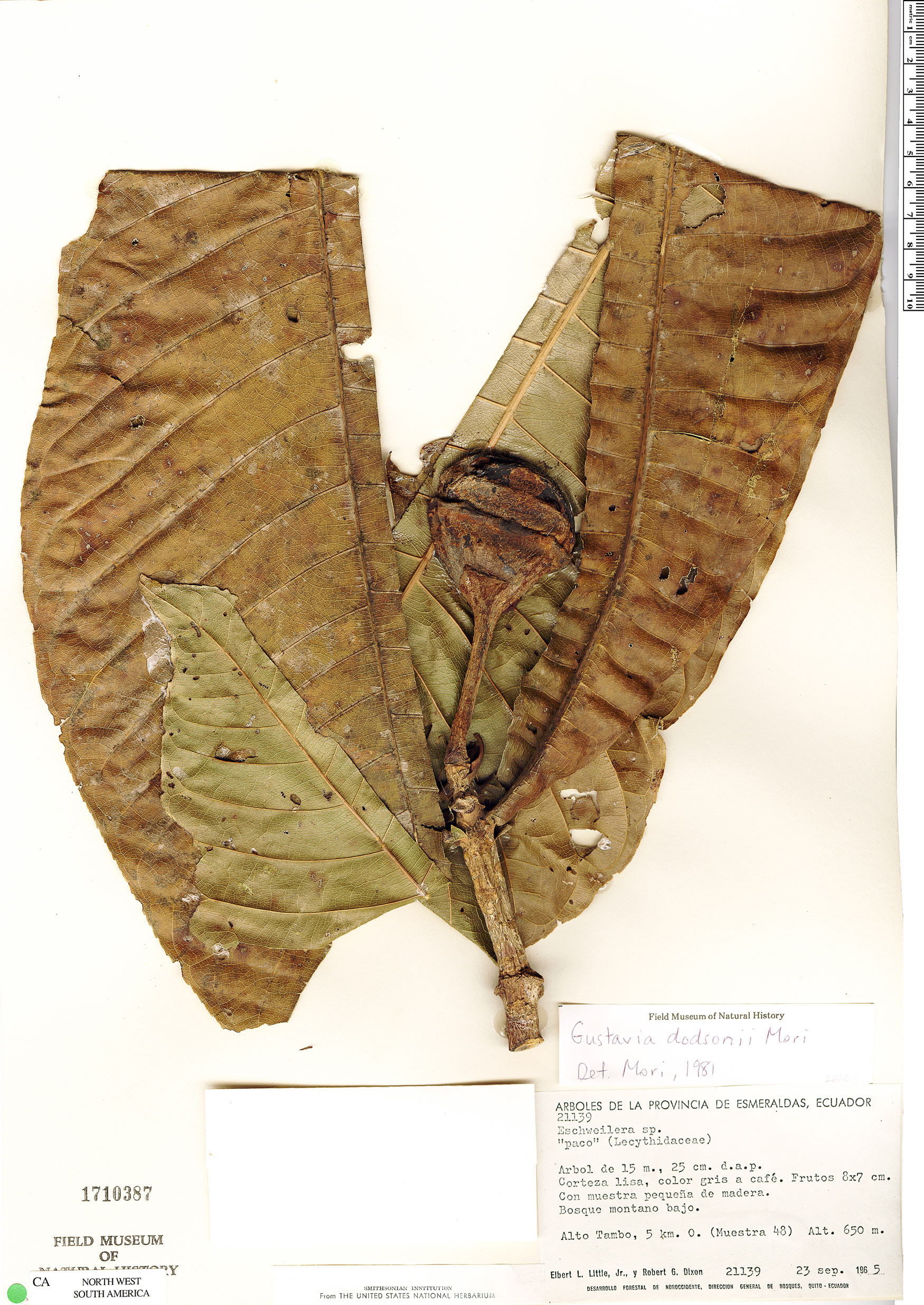 Gustavia dodsonii (Dodson gustavia) — photo