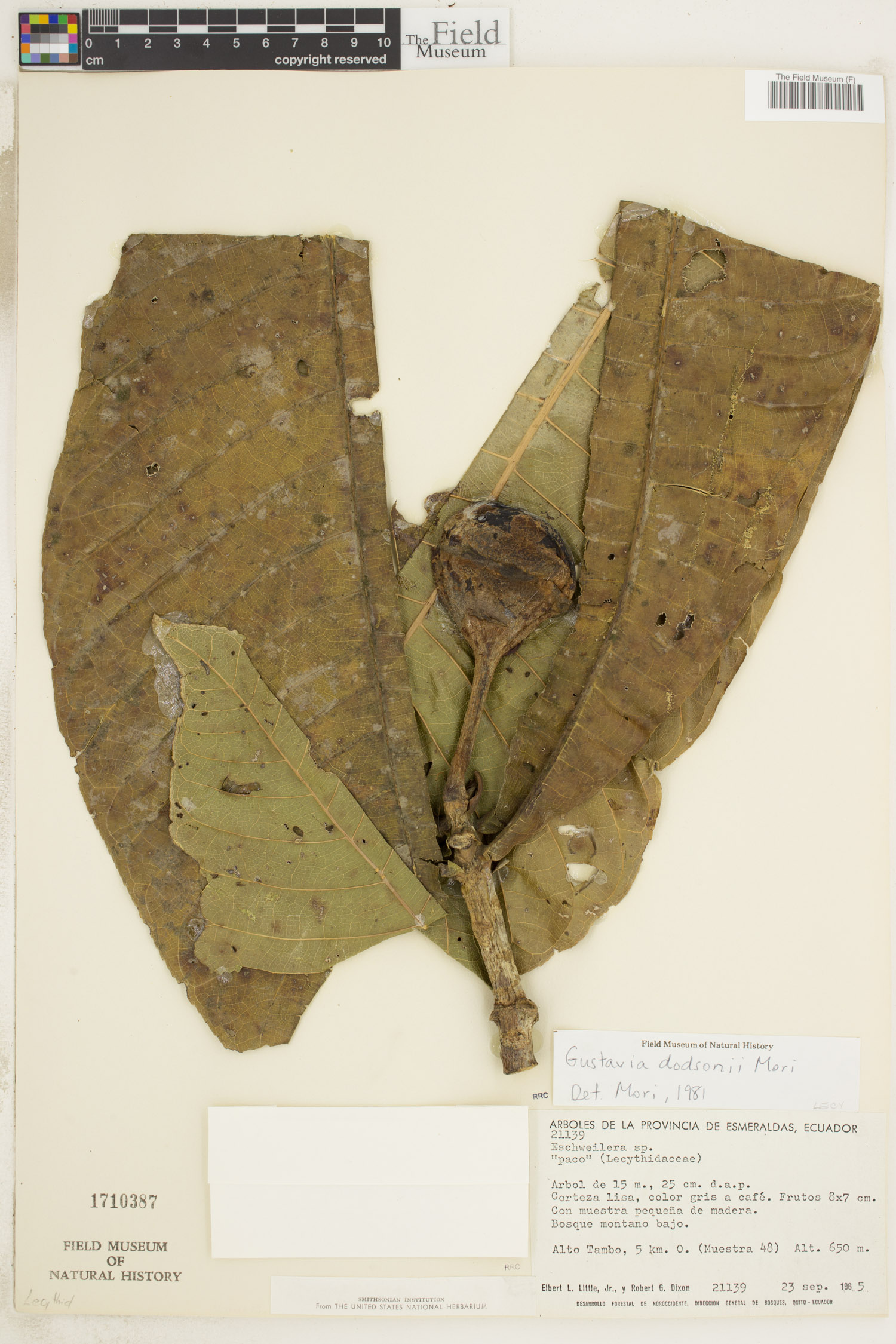 Gustavia dodsonii (Dodson gustavia) — photo