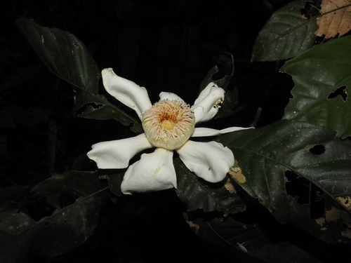 Gustavia hexapetala