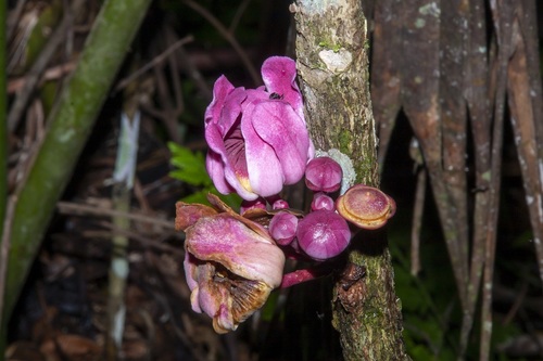 Gustavia longifolia