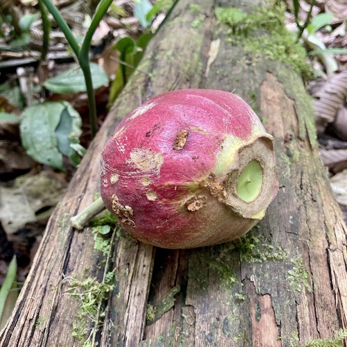 Gustavia macarenensis (Iniak) — photo