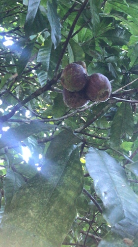 Gustavia macarenensis
