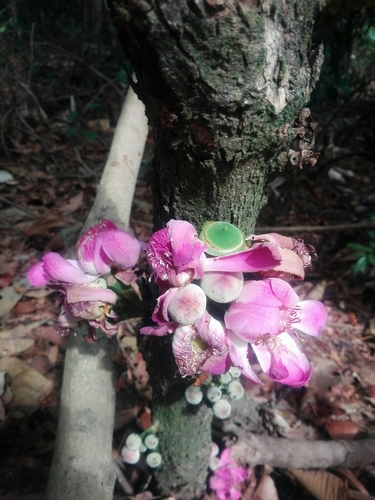 Gustavia nana (Paco) — photo