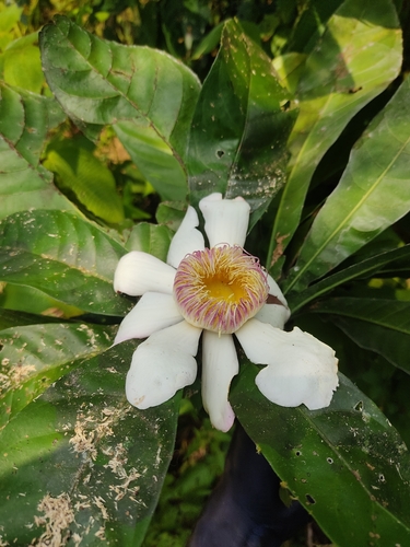 Gustavia poeppigiana