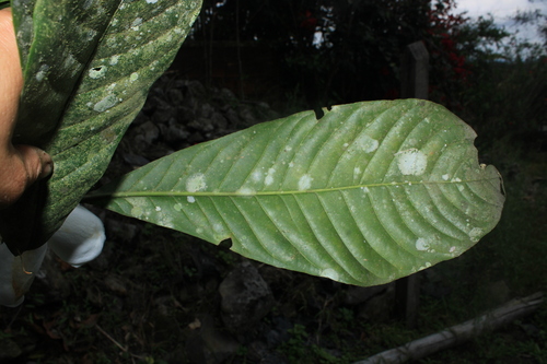 Gustavia speciosa (Chupa) — photo