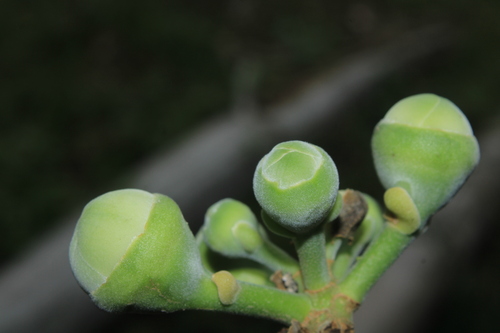 Gustavia speciosa