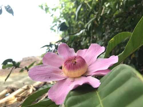 Gustavia superba (Membrillo) — photo