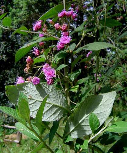 Gutenbergia cordifolia — photo