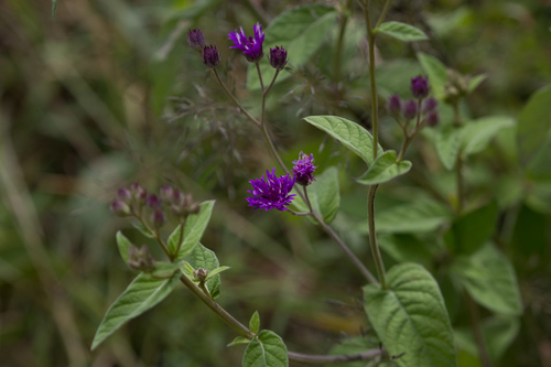 Gutenbergia cordifolia