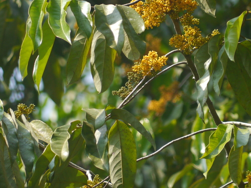 Gymnacranthera canarica (Kanara nutmeg) — photo