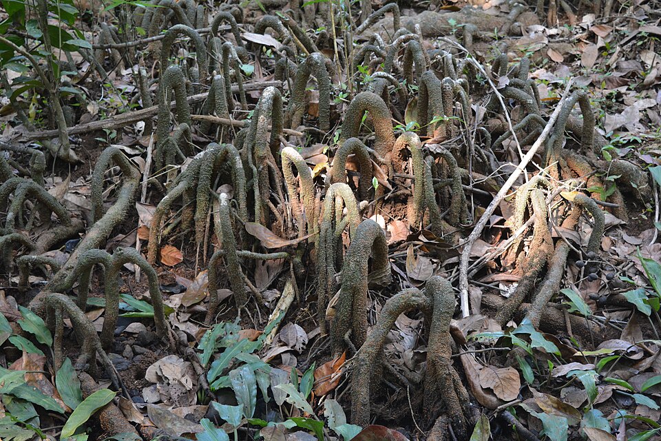 Gymnacranthera farquhariana — photo