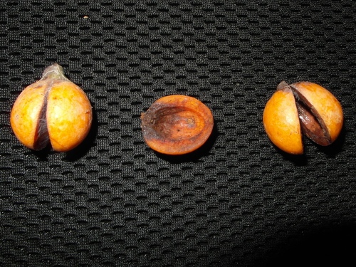Gymnacranthera farquhariana