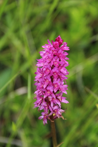 Gymnadenia conopsea (Fragrant orchid) — photo