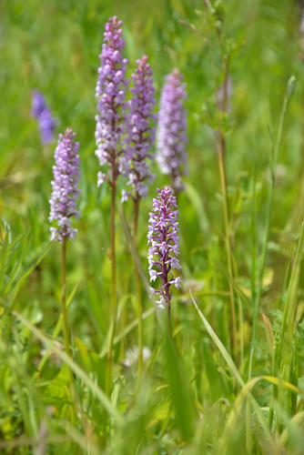 Gymnadenia conopsea