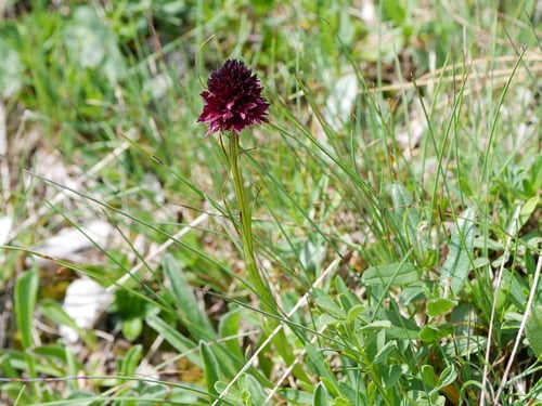 Gymnadenia nigra — photo