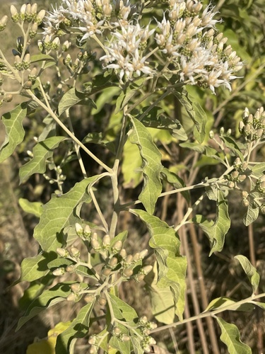 Gymnanthemum amygdalinum (Bitter leaf) — photo