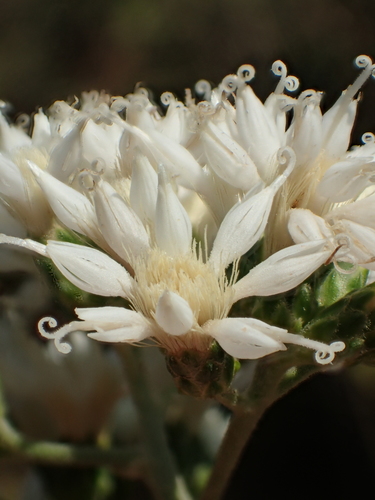 Gymnanthemum amygdalinum