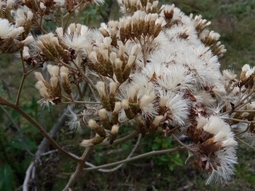 Gymnanthemum appendiculatum — photo