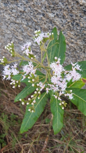 Gymnanthemum appendiculatum