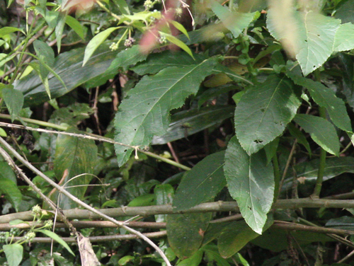 Gymnanthemum appendiculatum — photo
