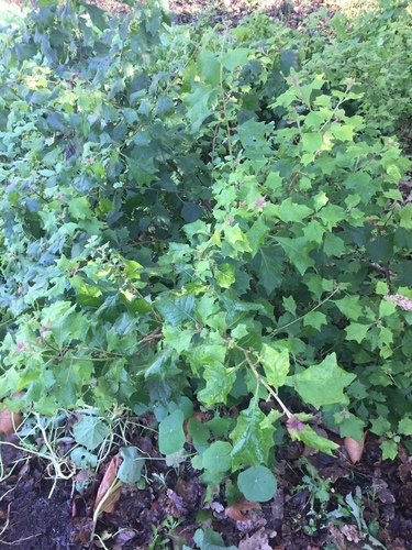Gymnanthemum capense — photo